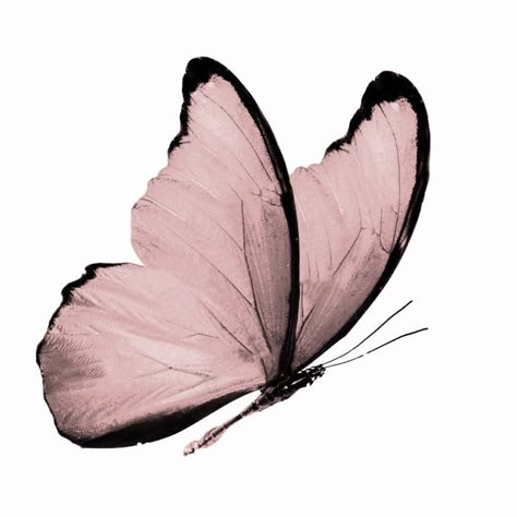 Images Terrifiantes, Butterfly Art Painting, Davao, Png Icons, The Way Back, Butterfly Art, Pink Butterfly, Pink Aesthetic, Aesthetic Art