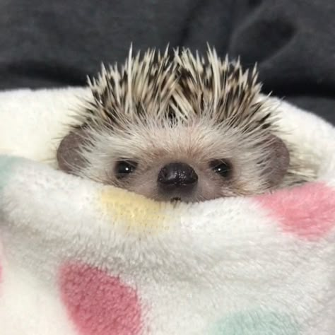 Hedgehog Aesthetic, Pygmy Hedgehog, Hedgehog Pet, Baby Pugs, Baby Hedgehog, Cute Hedgehog, Cute Animals Images, Pretty Animals, Silly Animals