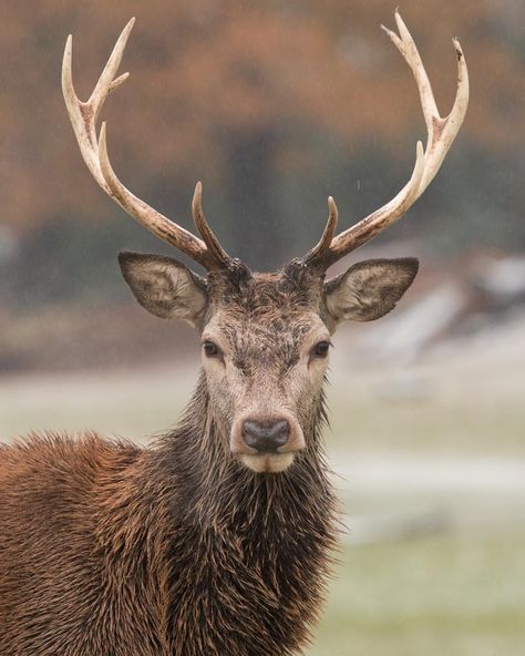 Autumn Animal, Red Deer Stag, Canon 70d, Wild Animals Photos, Deer Photos, Deer Art, Deer Stags, British Wildlife, Red Deer