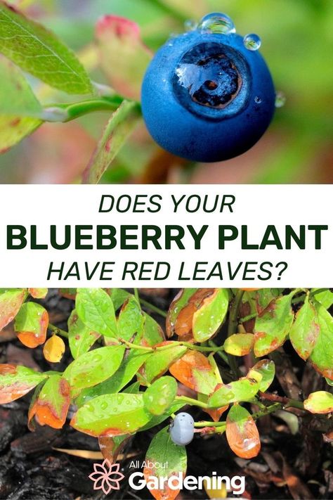 Blueberry Gardening, Fruit Tree Garden, Growing Blueberries, Berry Garden, Blueberry Plant, Growing Fruit Trees, Garden Remedies, Berry Plants, Berry Bushes