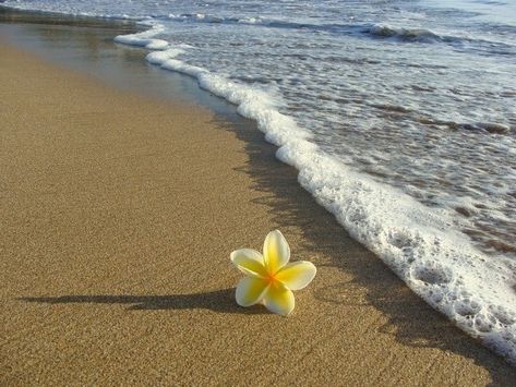 Beach Flowers, Beach Wedding Flowers, Cool Pictures For Wallpaper, Beautiful Flowers Photography, Sunflower Wallpaper, Wallpaper Laptop, Beach Wallpaper, Hawaiian Flowers, Beach Living