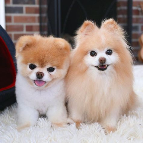 PomPom Boo The Cutest Dog, Boo Dog, Boo And Buddy, World Cutest Dog, Celebrity Dogs, Boo The Dog, Cute Pomeranian, Famous Dogs, Cute Puppy Videos