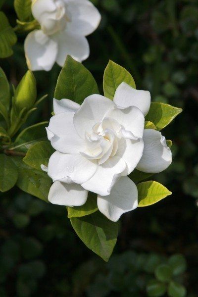 Gardenia Shrub, Gardenia Bush, Jasminum Sambac, Gardenia Plant, Meteor Garden 2018, Smell Amazing, White Gardens, Kew Gardens, Favorite Flowers