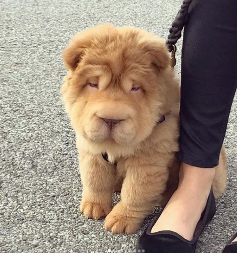 15 Mixed-Breed Dogs That Put Us in Awe of Nature’s Imagination Dog Crossbreeds, Pedigree Dog, Shar Pei Dog, Food Dog, Dog Mixes, Lion Mane, Shar Pei, Mixed Breed Dogs, Chow Chow