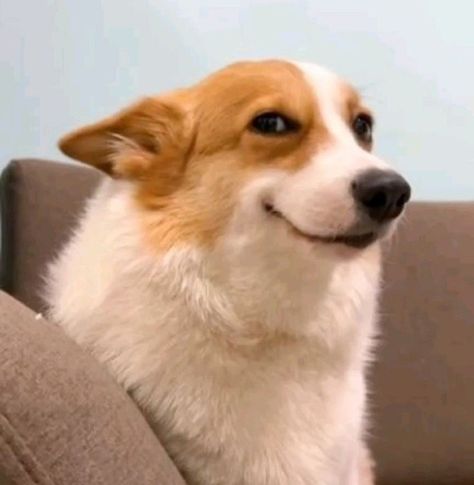 Sassy Dog, Puppy Reaction Pic, Dog Smirking, Dog Profile Pictures, Dog Reaction Pictures, Puppy Eyes Please Meme, Puppy Meme Funny, Meme Dog, Smile Meme