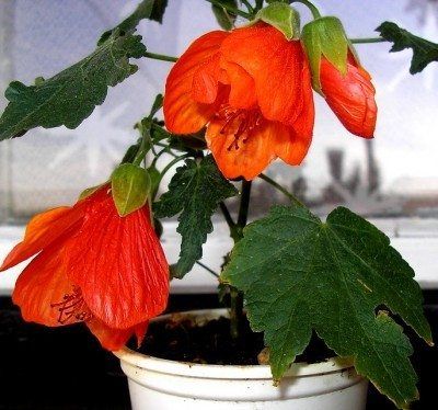 Flowering Maple, Mallow Plant, Fragrant Garden, Plant Growing, Planting Shrubs, Garden Shrubs, Porch Garden, Love Garden, Flowering Shrubs