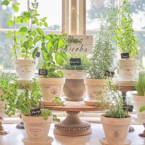 Indoor Herb Garden Ideas and Inspiration Indoor Herb Garden Ideas, Herb Garden Ideas, Easy Herbs To Grow, Best Grow Lights, Herb Garden Kit, Indoor Herb, The Family Handyman, Indoor Greenhouse, Leafy Plants