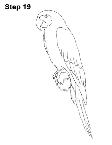 Blue and Yellow Macaw Drawing 19 Blue And Gold Macaw Drawing, Blue Parrot Drawing, Blue Macaw Drawing, Parotts Bird Drawing, Macaw Drawing, Blue And Yellow Macaw, Blue Gold Macaw, Draw Birds, Parrot Drawing