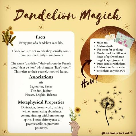 Dandelion Uses, Dandelion Oil, Herbal Education, Witchcraft Spells For Beginners, Dandelion Tea, Witch Herbs, Grimoire Book, Magic Herbs, Magical Herbs