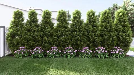 Plants To Block Neighbors, Ways To Block Neighbors View, Neighbor Fence Ideas, Yard Mulch Ideas, Front Yard Mulch Ideas, Front Yard Privacy Ideas, Privacy Trees Along Fence, Fence With Plants, Privacy Fence Landscaping Ideas