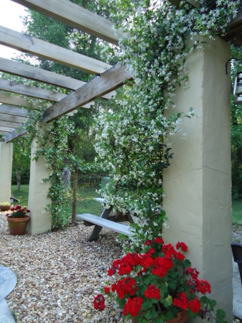 Confederate Jasmine on Pergola Pool Pergola, Tub Deck, Spanish Colonial Homes, Jasmine Plant, Outdoor Patio Space, Garden Screening, Garden Arches, Backyard Pergola, Outdoor Backyard