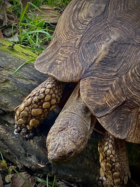 Found this beautiful tortoise on a Fathers day hike Might Guy, Slow And Steady, Father Time, Pretoria, Tortoise Shell, Tortoise, The Old, Father's Day, Naruto