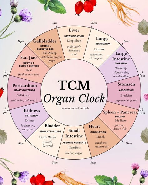 Organ Clock, Alternative Medicine Holistic Healing, Tcm Traditional Chinese Medicine, Waking Up At 3am, Ayurveda Life, Ayurvedic Healing, Herbal Healing, Holistic Remedies, Herbs For Health