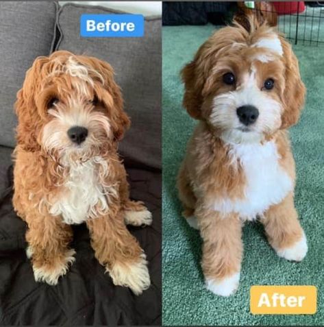 Spoodle Cockapoo Haircut, Cavapoo Grooming Styles, Shipoo Dogs, Cavapoo Haircut Styles, Cockapoo Haircuts, Cavapoo Haircut, Cockapoo Haircut Styles, Maltipoo Haircut Styles, Cavapoo Grooming