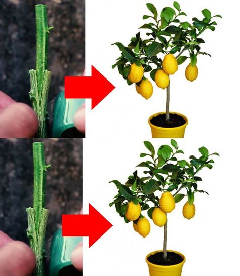 Lemon Seeds, Garden Hacks, Gardening Tips, The First, Seeds, Lemon