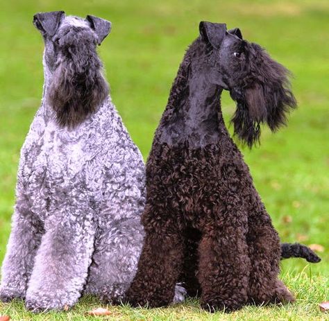 Kerry Blue Terrier Irish Dog Breeds, Top 10 Dog Breeds, Kerry Blue Terrier, Terrier Breeds, Royal Canin, Purebred Dogs, Dog Images, Sixth Grade, Working Dogs