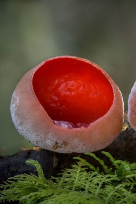 Mushrooms, with their diverse shapes, colors, and textures, have fascinated humanity for centuries. While many species are culinary delights, offering unique flavors and textures to our dishes, there exists a sinister side to this fungal world. Poisonous Mushrooms, Stuffed Mushrooms