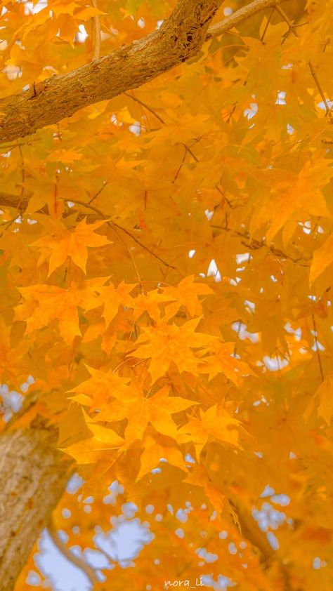 Maple Leaves Wallpaper, Yellow Autumn, Aesthetic Yellow, Amoled Wallpapers, Leaves Wallpaper, October 2022, Yellow Wallpaper, Yellow Aesthetic, Maple Leaves