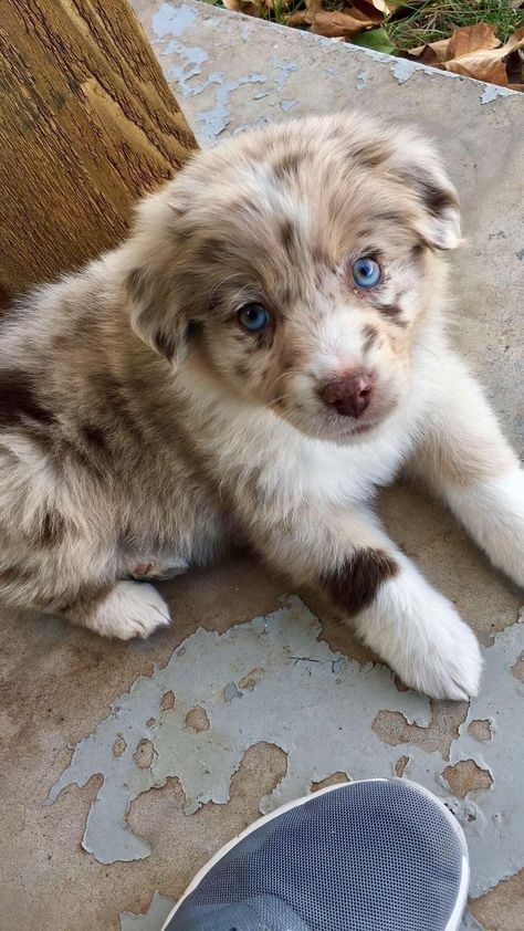 Australia Shepherd Puppy, Blue Eyed Australian Shepherd, Toy Australian Shepherd Puppy, American Shepherd Puppy, Baby Australian Shepherd, Puppies Australian Shepherd, Australian Shepherd Cute, Puppies And Babies, Aussie Shepherd Puppy