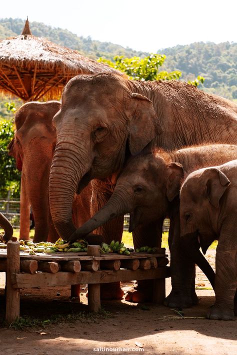 Chiang Mai Elephant, Thailand Aesthetic, Thailand Chiang Mai, Thailand Destinations, Elephant Park, Elephant Nature Park, Thailand Elephants, Thailand Itinerary, 2023 Travel