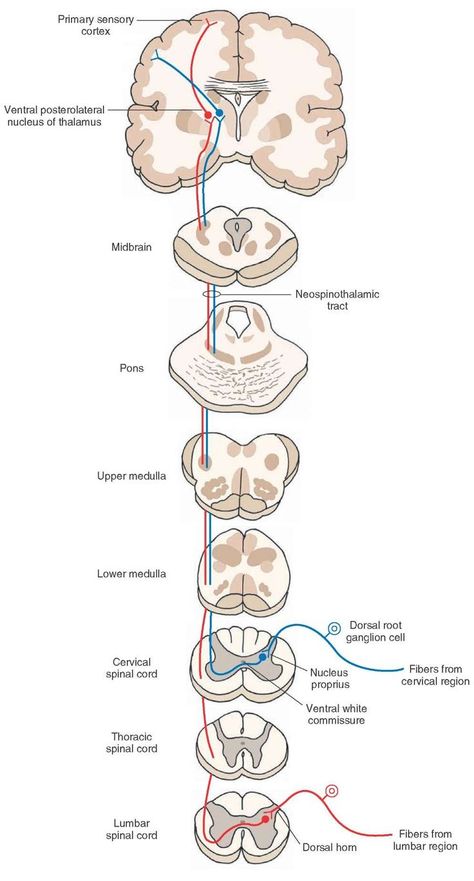 Spinal Cord Drawing, Nervous System Parts, Spinothalamic Tract, Spinal Cord Anatomy, Dorsal Root Ganglion, Nervous System Anatomy, Nerve Anatomy, Studying Medicine, Brain Anatomy