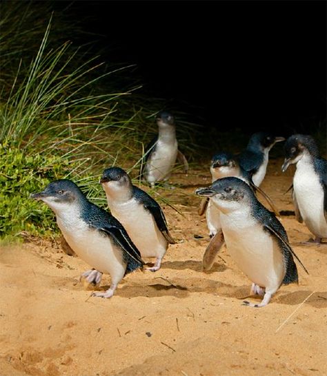 Penguin Parade, Melbourne Girl, Melbourne Travel, Phillip Island, Australian Travel, Weekend Escape, Yarra Valley, Road Trip Fun, Island Travel