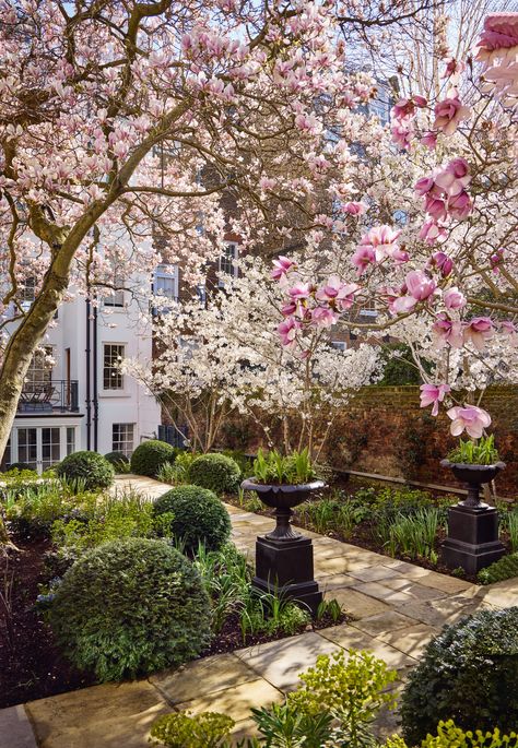 A secret London garden filled with magnificent magnolias | House & Garden French Garden Design, Magnolia Gardens, Secret London, Cherry Trees, London Garden, Formal Garden, Easy Landscaping, Magnolia Trees, French Garden