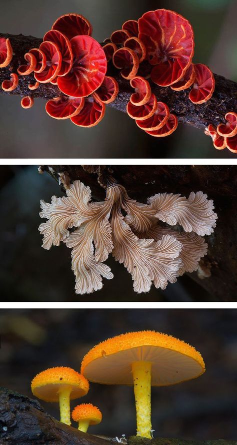 Rare mushrooms // fungi photos // nature photography // macro photography Different Types Of Mushrooms, Types Of Mushrooms, Macro Photography Tips, Pictures Flowers, Mushroom Pictures, Photography Macro, Plant Fungus, Inspiring Photography, Mushroom Fungi