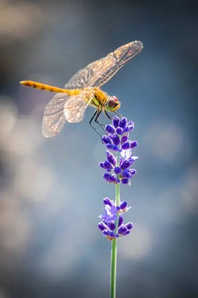 Dragonfly Flowers Pollination - Free photo on Pixabay - Pixabay Dragon Fly On Flower, Dragon Fly Pictures, Dragon Fly Wallpaper, Fly Wallpaper, Angel Flowers, Dragonfly Photos, Cute Dragon, Garden Angels, British Wildlife