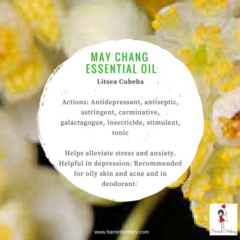 May Chang. Litsea Cubeba essential oil. Aromatherapy information from Harriet Herbery Cassia Essential Oil Blends, Cassia Oil Blends, Coriander Essential Oil Blends, May Chang Essential Oil, Ceaderwood Essential Oil Benefits, May Chang, Litsea Cubeba, Healing Hands, Essential Oil Blends Recipes