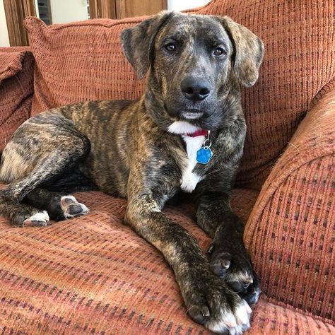 Happy National Puppy Day. This is Duke and hes looking for his furever home. Hes a handsome brindle Mountain Cur mix. So sweet good with kids and dogs. He loves long walks and snuggle time on the couch. Interested? Contact @reachrescue  #nationalpuppyday #adoptdontshop #whorescuedwho #fostertoadopt #rescuedog Plott Hound, Foster To Adopt, National Puppy Day, Puppy Day, Dog Crafts, Bow Wow, Long Walks, Dog Drawing, Mixed Breed