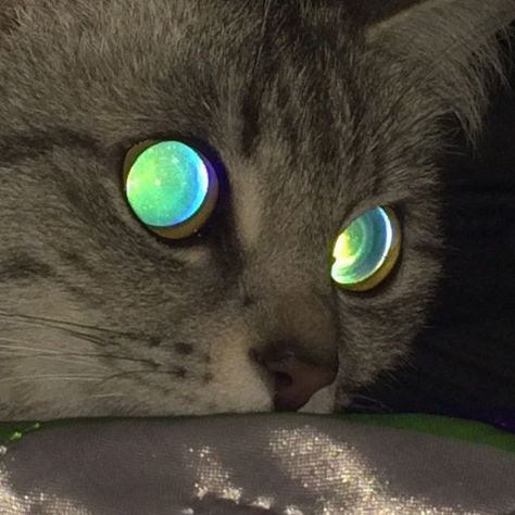 Glowing Animals, Glowing Eyes, Cat Reference, Silly Cats Pictures, Rainbow Cat, Pretty Animals, Animal References, Silly Animals, Cat Aesthetic