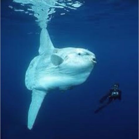 Sunfish. its a big ugly fish... Alien Fish, Sun Fish, Mola Mola, Ocean Beauty, Water Animals, Aquatic Life, Underwater Creatures, Underwater Life, Water Life