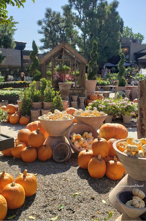 ciao! newport beach: roger's gardens Pumpkin Tablescape, Game Night Parties, Rogers Gardens, Cape Cod Style House, Pumpkin Farm, She Sheds, Made In Heaven, Newport Beach, French Inspired