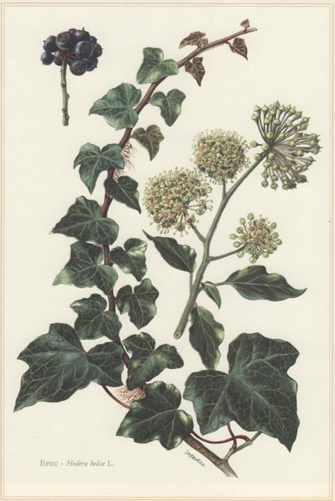 1960 Botanical Print Hedera helix English Ivy Vintage Common Ivy, Ivy Tattoo, Illustration Botanique Vintage, Botany Illustration, Hedera Helix, Ivy Plants, English Ivy, Illustration Botanique, Botanical Illustration Vintage