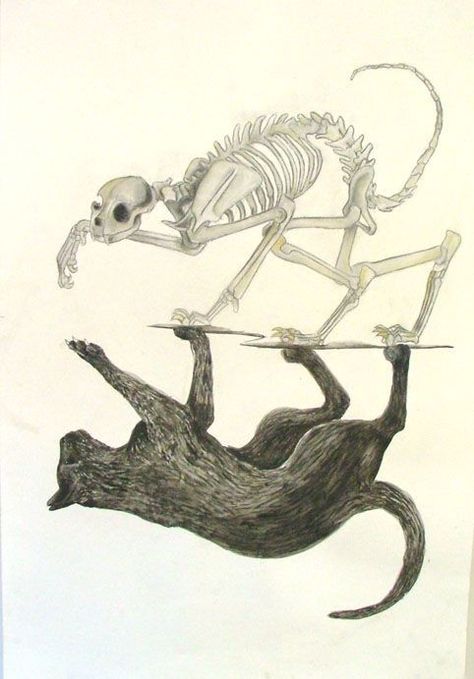 Cat Shadow, Real Cat, Cat Skeleton, Skeleton Drawings, Animal Skeletons, Skeleton Art, What Ever, A Level Art, Creepy Art