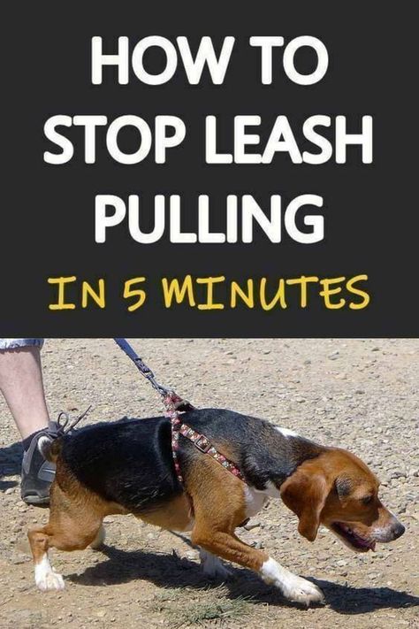 How to stop leash pulling in 5 minutes Dog Leash Pulling, Dog Training Hand Signals, Dog Leash Training, Dog Remedies, Dog Behavior Problems, Dog Potty Training, Dog Games, Dog Training Advice, Leash Training