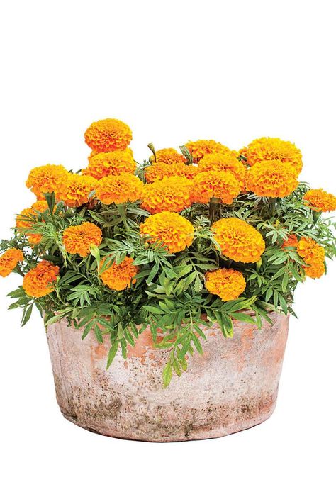 Sunny Marigolds Fall Container Gardening, Porch Gardening, Marigolds In Garden, Autumn Gardening, Mums In Pumpkins, Oxalis Triangularis, Fall Container Gardens, Ornamental Kale, Ornamental Cabbage