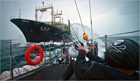 Sea Shepard, Sea Shepherd, Eco Warrior, Merchant Navy, News Headlines, World News, News Stories, Water Crafts, Ny Times