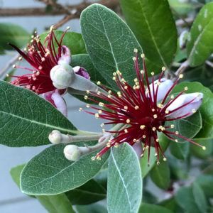 Pineapple Guava Tree, Guava Plant, Pineapple Guava, Guava Tree, Shade Grass, Vegetable Garden For Beginners, Green World, Herbaceous Border, Shade Perennials