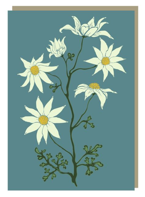 Botanical Flowers Print, Australian Wildflowers, Flannel Flower, Billy Buttons, Australian Flowers, Australian Native Flowers, Native Australians, Kangaroo Paw, Wax Flowers