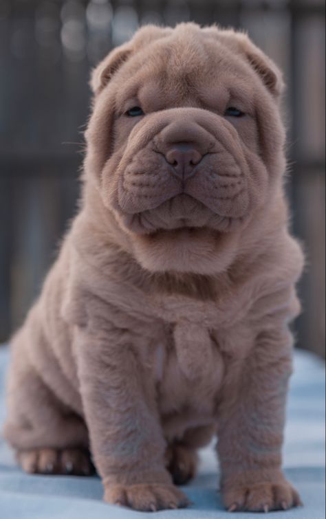 Chinese Shar Pei Puppies, Wrinkly Dogs, Cute Dog Pics, Wrinkly Dog, Shar Pei Puppies, Dog Breeds Pictures, Every Dog Breed, Shar Pei Dog, Chinese Shar Pei