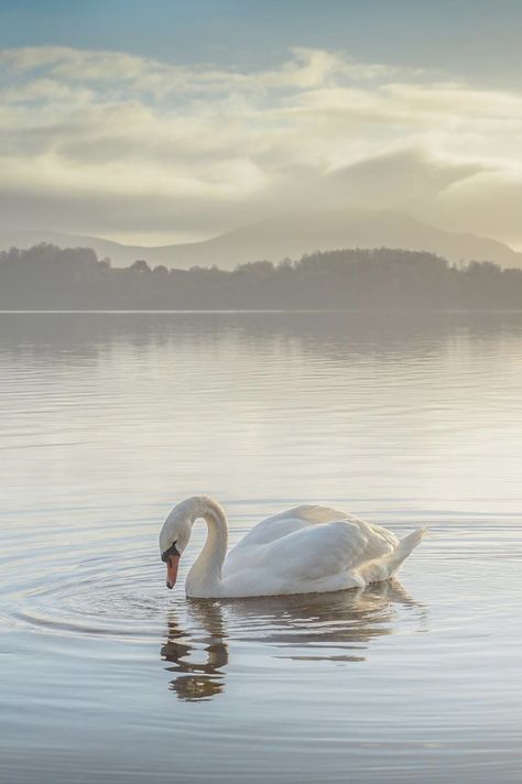 Swan Wallpaper, Swan Pictures, White Swan, Bird Pictures, Swan Lake, Nature Aesthetic, New Wall, Scenery Wallpaper, Beautiful Birds