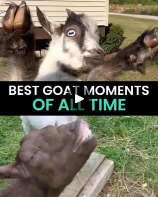 Funny Goats, Goats Funny, Cute Goats, Animal Antics, Caught On Camera, Amazing Animals, Country Life, All Time, Baby Animals