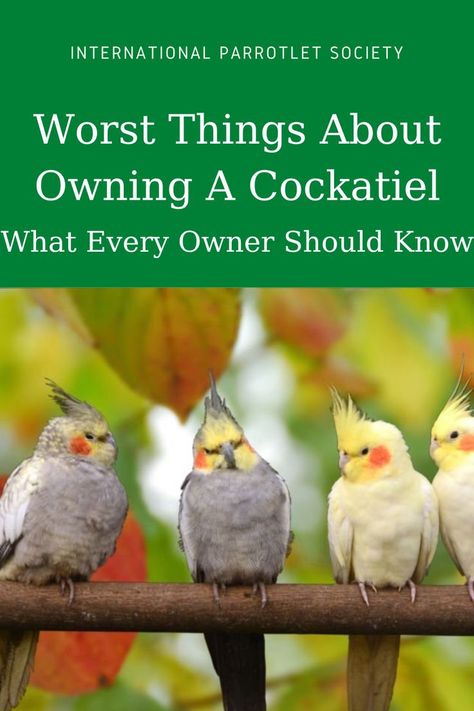 What are the worst things about owning a cockatiel? Find out more about the good - and bad - about having a cockatiel as a pet right here! #budgie #cockatiel #internationalparrotletsociety #africangrey #parrot #parrolet #parakeets #pet #bird #behavior Cockatiel Care, Parakeet Care, Best Pet Birds, Cockatiel Toys, Cockatiel Cage, Pet Birds Parrots, Pet Bird Cage, Talking Parrots, Parrot Pet