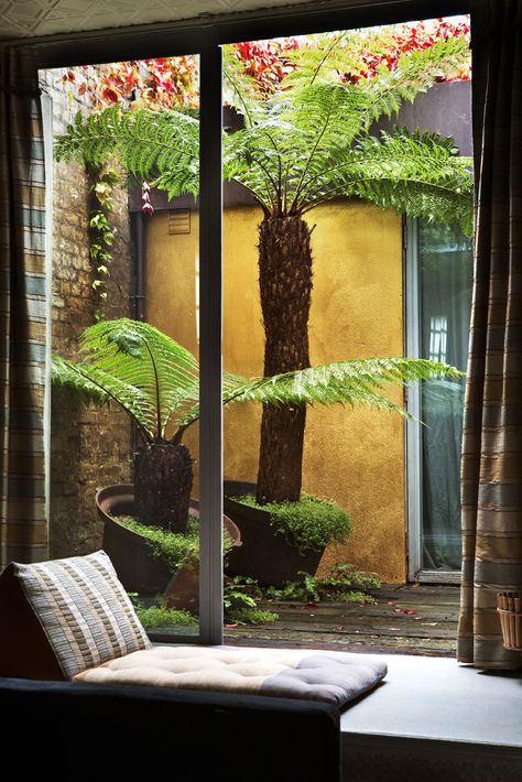 Converted Warehouse - London Tree Ferns In Pots, Tree Fern In Pot, Tree Fern Garden, Garden Wall Colours, Tree Ferns In Gardens, Australian Tree Fern, Tropical Garden Plants, Fern Tree, Converted Warehouse