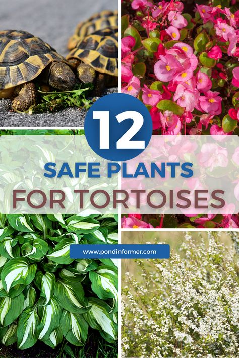 Explore 12 garden plants safe for tortoises, whether you intend to attract wild tortoises or raise one in your garden. Create a reptile-friendly environment with these carefully selected plants that provide both food and shelter for tortoises. #PondInformer #TortoisePlants #ReptileGarden Plants For Tortoise Habitat, Tortoise Safe Plants, Safe Plants For Sulcata Tortoise, Outdoor Russian Tortoise Enclosure, Desert Tortoise Habitat Outdoor, Tortoise Tank Ideas, Diy Tortoise Habitat Indoor, Tortoise Enclosure Outdoor, Tortoise Enclosure Indoor