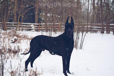 Black Great Dane Aesthetic, Black Great Dane, Black Great Danes, Dog Waiting, Scary Dogs, Great Danes, Great Dane Dogs, Felt Dogs, Fantasy Artist