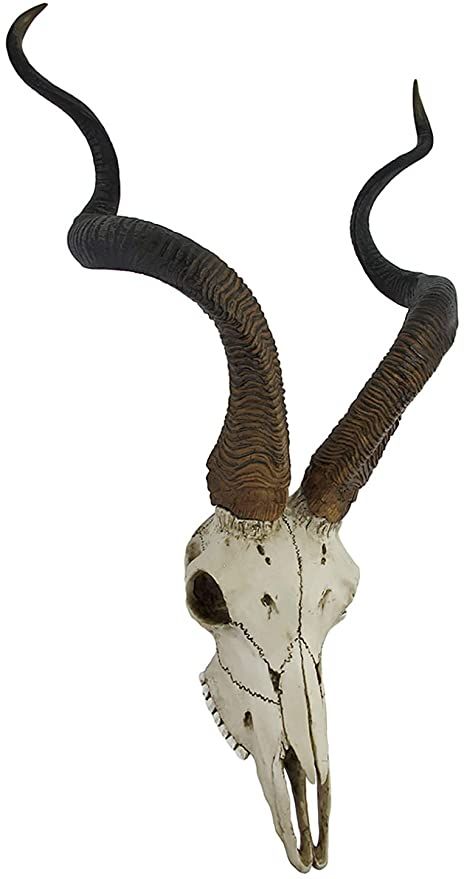 Kudu Skull, Antelope Skull, Antelope Horns, African Antelope, Skull Reference, Goat Skull, Animal Skeletons, Animal Skull, Deco Studio