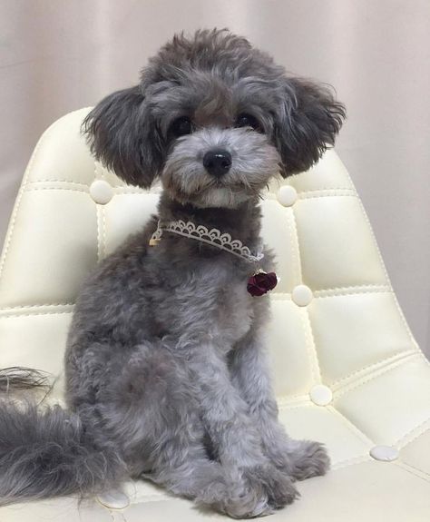 Toy Poodle Haircut, Toy Poodle Puppy, Poodle Haircut, Poodle Cuts, Toy Poodles, Puppy Grooming, Poodle Grooming, Dog Haircuts, Poodle Puppies